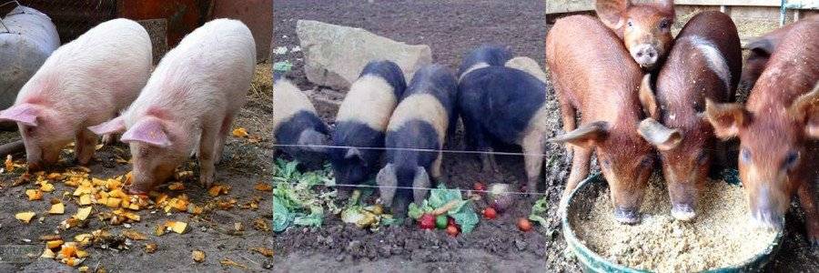 Можно ли кормить свиней сырой картошкой и как правильно это делать