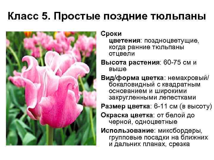 Посадка тюльпанов осенью в грунт, уход и выращивание: сорта и виды тюльпанов с фото
