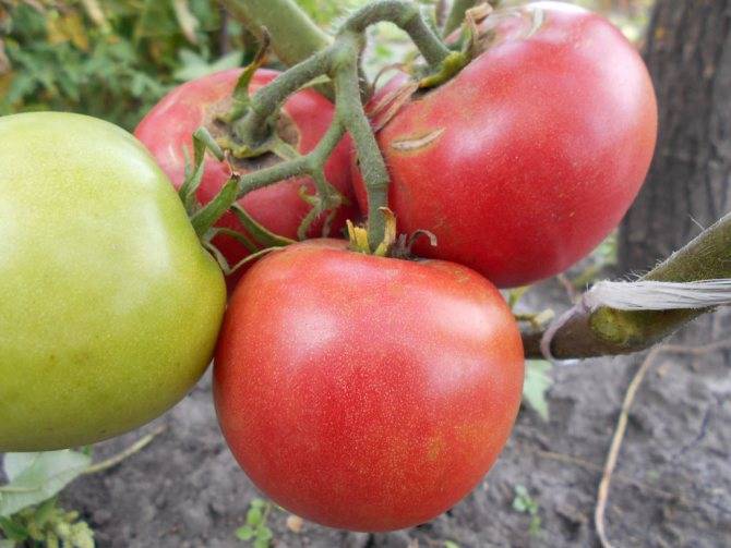 Томат яблочный липецкий: характеристика, описание сорта, отзывы, фото, урожайность