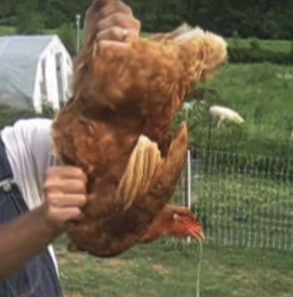 Большой зоб у курицы: что делать, если он забился или воспалился? причины, симптомы, лечение, профилактика