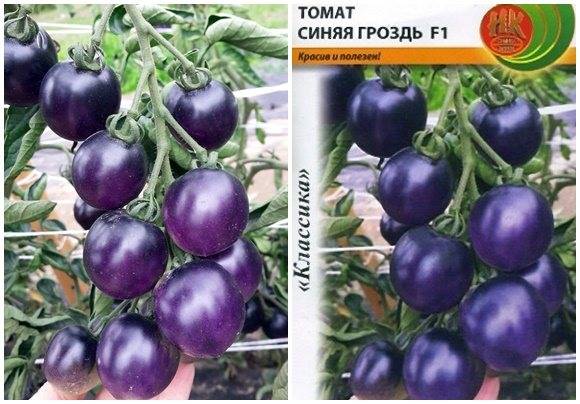 Томат чёрная гроздь f1: описание сорта, особенности выращивания и ухода