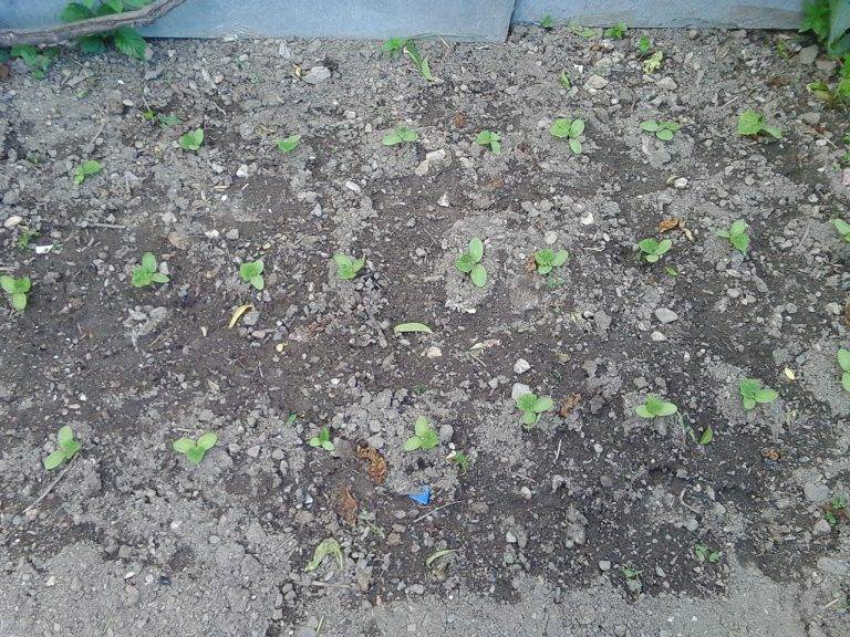 Как посадить огурцы в открытый грунт, фото / посадка семян растений в почву, видео