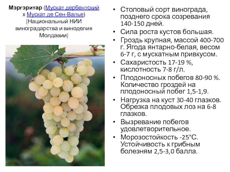 Виноград красотка, как правильно выращивать эту гибридную форму