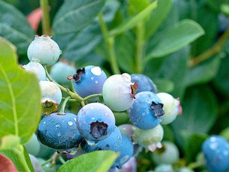Голубика элизабет: описание сорта с характеристикой и отзывами, особенности посадки и выращивания, фото