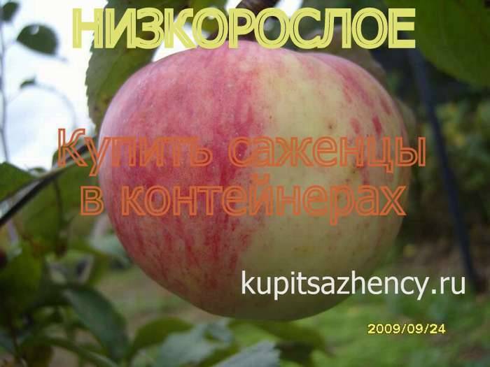 Описание сорта яблони россошанское полосатое: фото яблок, важные характеристики, урожайность с дерева