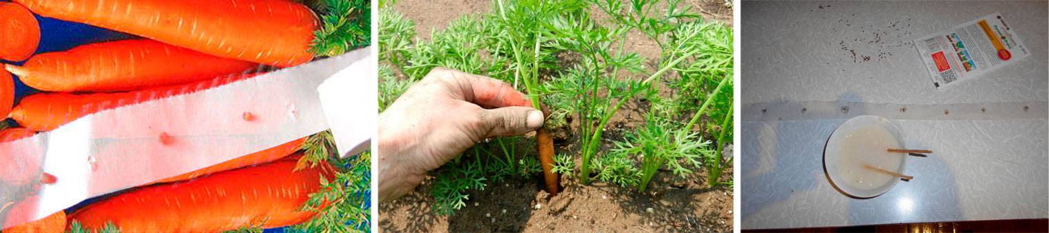 Как получают семена моркови в домашних условиях