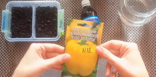 Супер средство для рассады помидоров перекись водорода