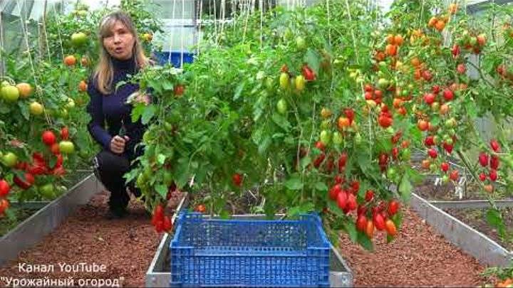 Выращивание рассады томатов в домашних условиях: от посева семян, пикировки и до высадки в открытый грунт