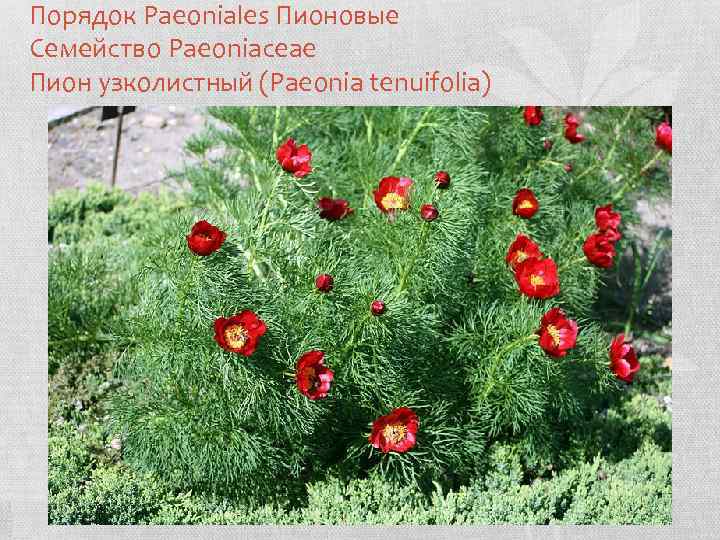 Пион тонколистный (paeonia tenuifolia) — посадка и уход в открытом грунте
