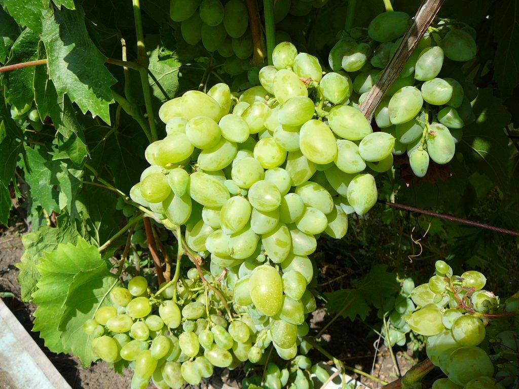 Виноград «бажена» характеристика сорта, достоинства и недостатки (видео отзыв)