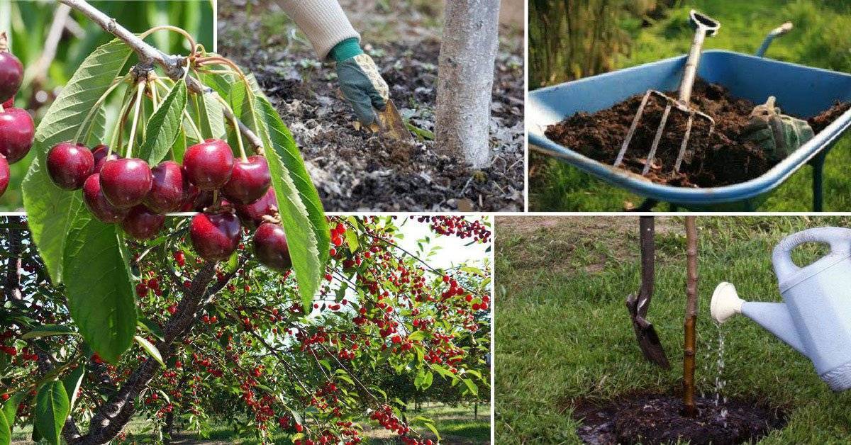 Плодовые деревья и кустарники в саду: схема посадки, как правильно расположить растения в саду, фото