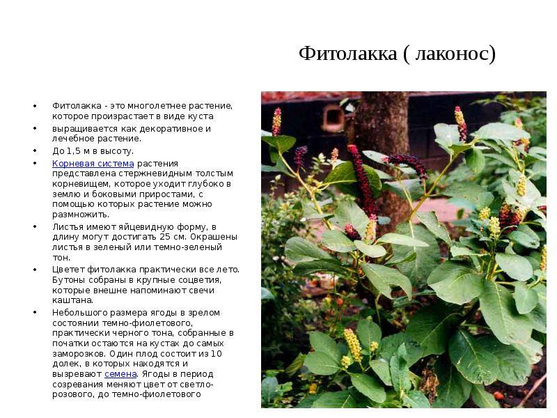Лаконос — экзотическое растение из северной америки ✔