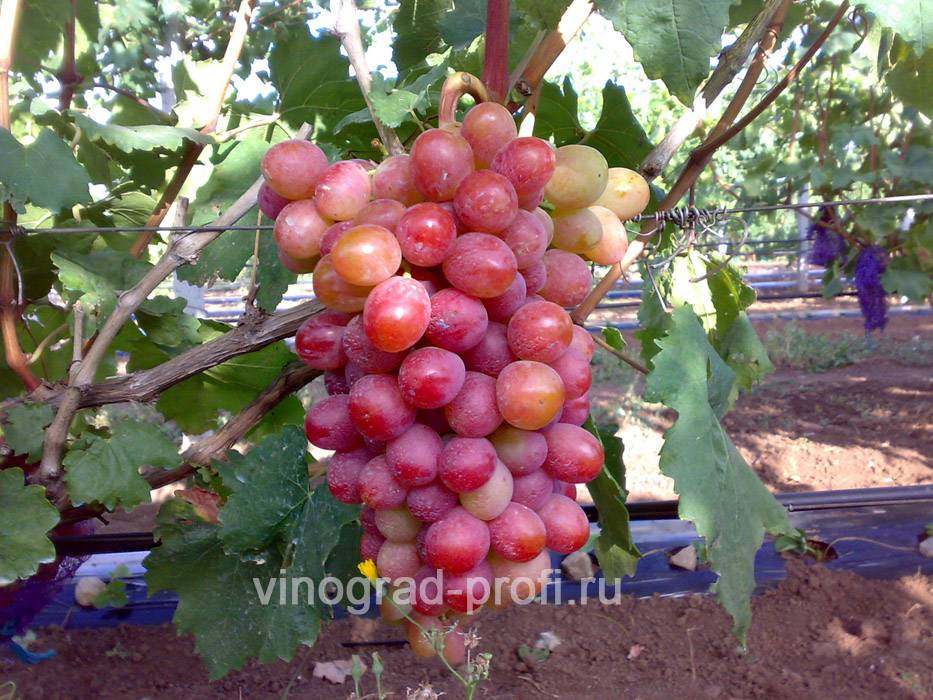 Виноград анюта: описание сорта, фото, отзывы