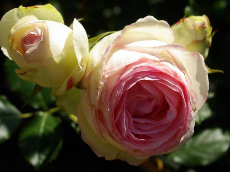 Роза пьер де ронсар: отзывы, фото, описание сорта, посадка и уход, морозоустойчивость, обрезка, выращивание кустов, подкормка