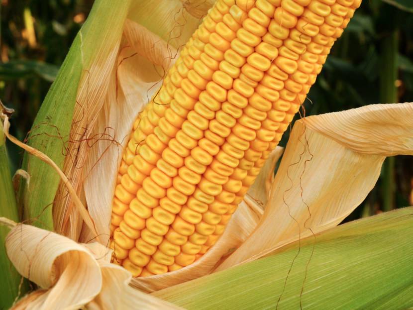 10 лучших марок консервированной кукурузы: стандарты производства, какую купить, цена, плюсы и минусы