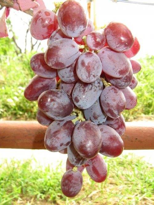 Описание сорта винограда рубиной юбилей и его характеристика