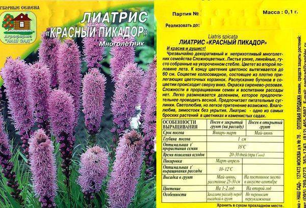 ᐉ цветок лиатрис: посадка и уход в открытом грунте, фото, выращивание из семян - roza-zanoza.ru