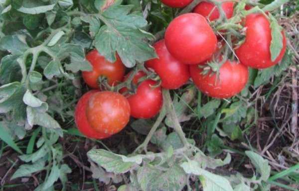 Устойчивый к засухе и болезням — томат асвон f1: характеристики сорта и советы по выращиванию