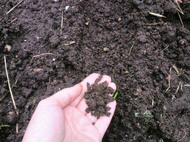 Можно ли сеять капусту под зиму и как правильно это делать, особенности и преимущества позднего посева