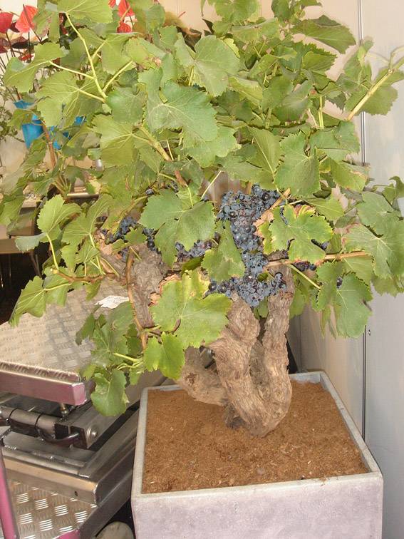 Уход за виноградом: весной, летом, осенью, основные правила выращивания