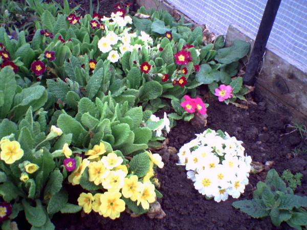 Садовая примула — многолетний садовый цветок, особенности растения с фото, как вырастить примулу обыкновенную, топ-10 видов