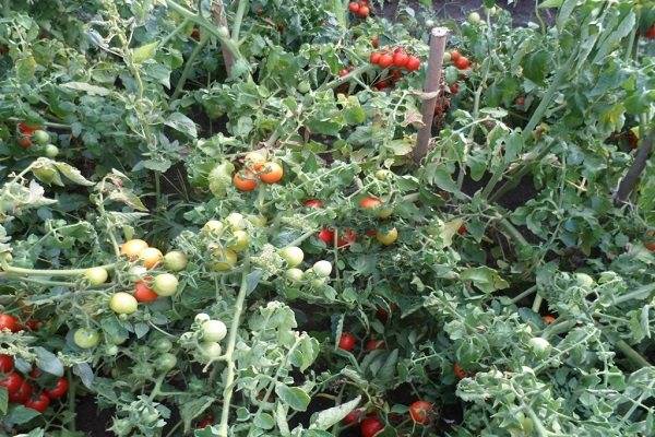 Томат принц боргезе (principe borghese): характеристика и описание сорта, фото куста, отзывы об урожайности помидоров