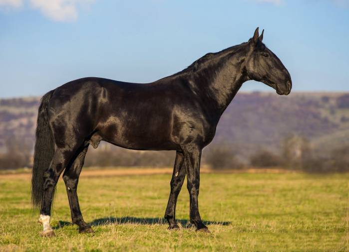 Степные породы лошадей: название, описание и фото