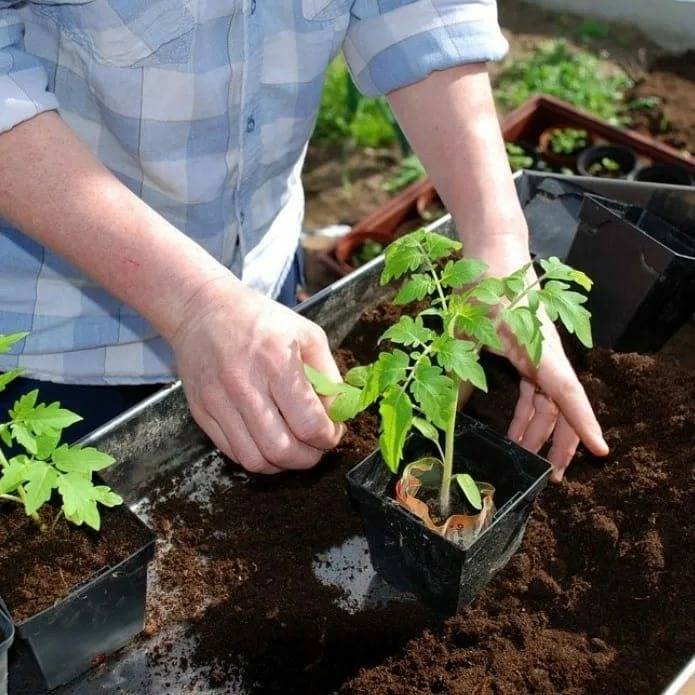 Как правильно посадить помидоры на рассаду дома: сроки когда с видео