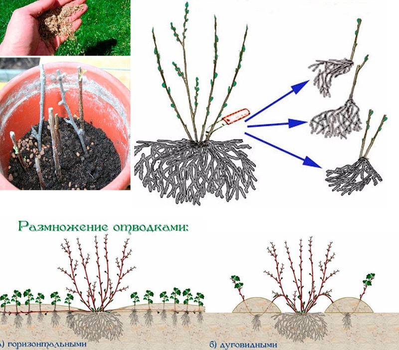 Аконит: посадка и уход в открытом грунте, выращивание и способы размножения