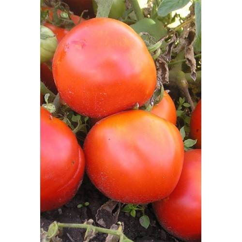 Характеристика томатов полфаст