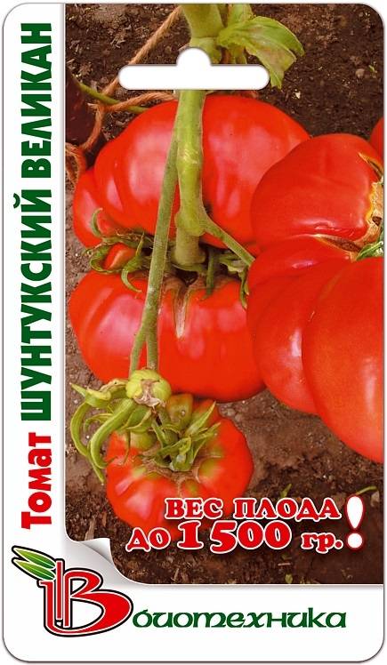 Томат минусинский гигант: характеристика и описание сорта, отзывы об урожайности помидоров, фото куста