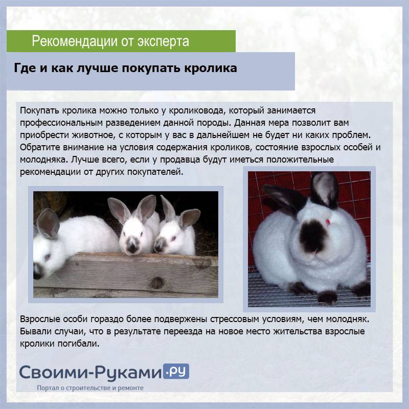 ᐉ кролик бабочка: разновидности, нюансы разведения и содержания - zooon.ru