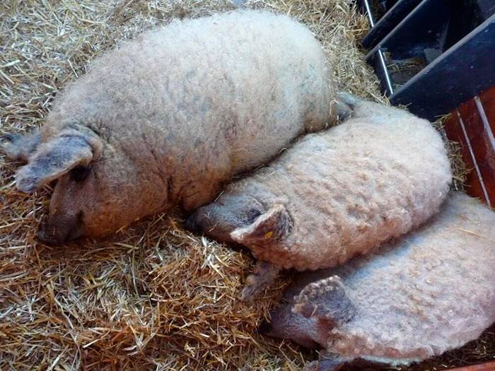 Описание и характеристика породы свиней венгерская мангалица