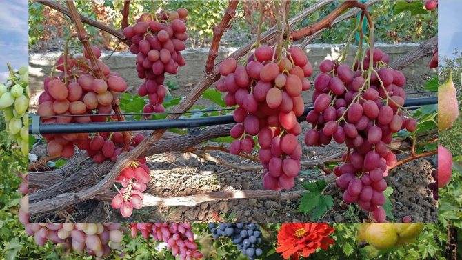 Описание винограда сорта рубиновый юбилей, посадка и уход