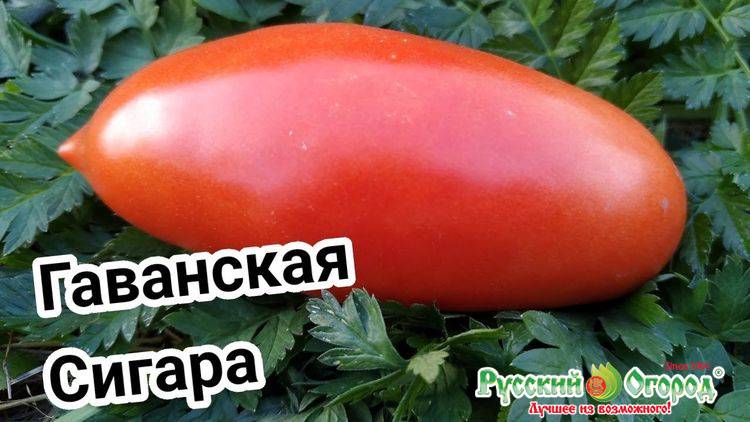 ᐉ томат гаванская сигара отзывы фото урожайность - zooshop-76.ru