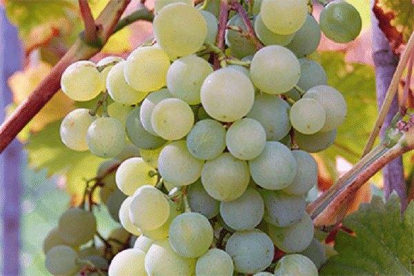 Виноград краса никополя: описание сорта, фото, отзывы