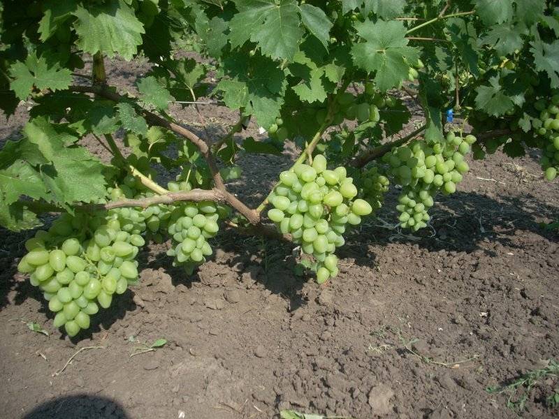 Виноград бажена: описание сорта, фото, отзывы, характеристики, технология посадки и выращивания