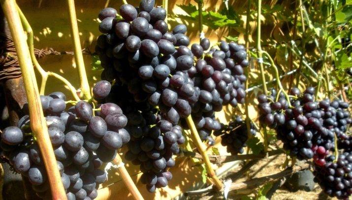 Виноград краса севера описание, особенности посадки и выращивания