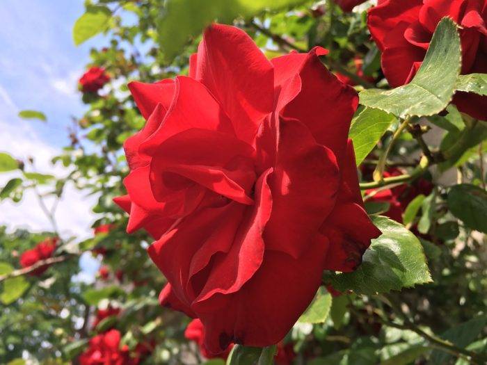 Плетистая роза сантана, фото и описание