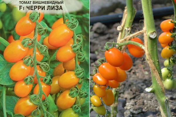 Описание сорта томата Черри Лиза, его характеристика и урожайность