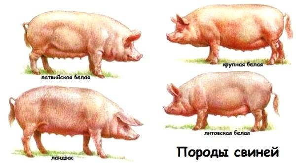 Породы свиней, какие существуют и как правильно выбрать? обзор самых продуктивных видов свиней для домашнего разведения