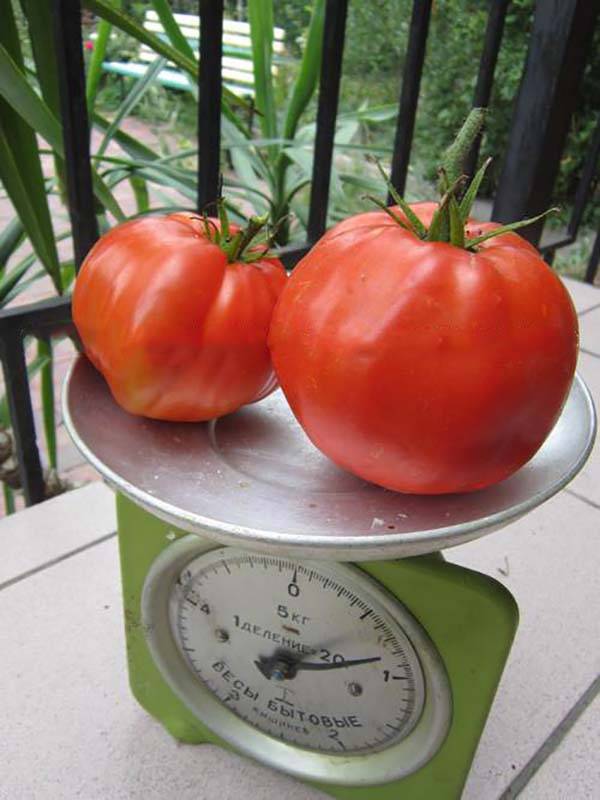 Описание сорта томата бони мм, его характеристика и урожайность