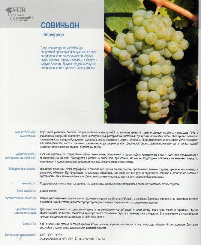 Виноград академик авидзба: описание сорта, фото, отзывы, характеристики, технология посадки и выращивания