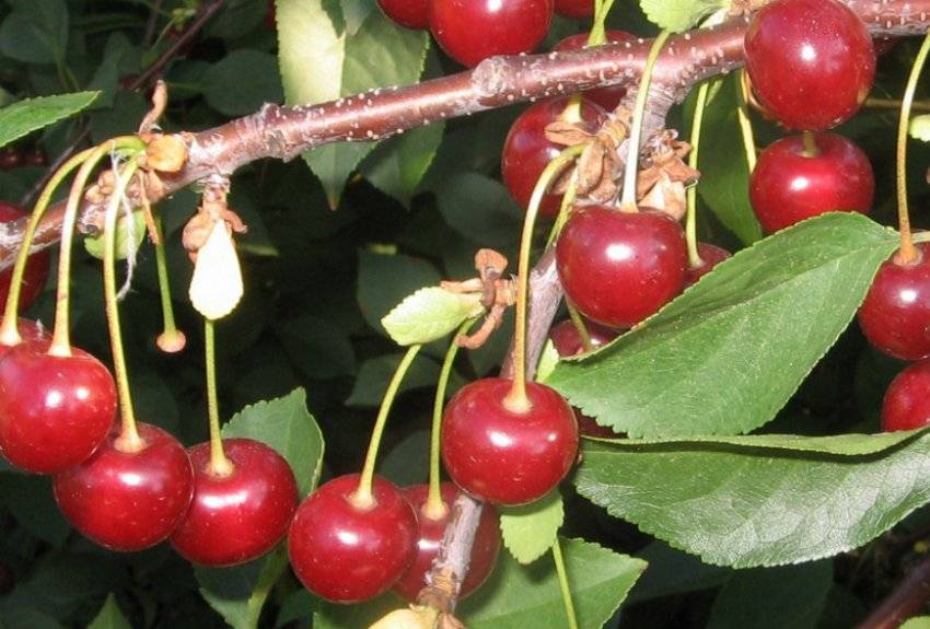 Топ-7 лучших сортов войлочной вишни (фото, описания, советы по выращиванию)