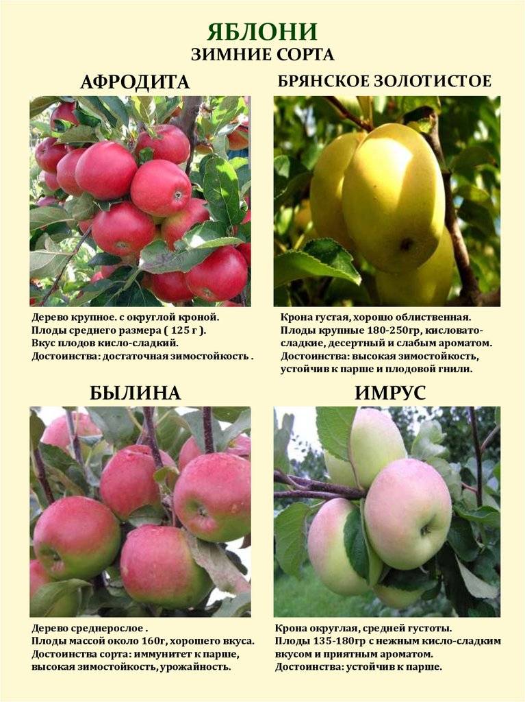 Описание сорта яблони куйбышевское: фото яблок, важные характеристики, урожайность с дерева