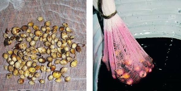 Выращивание луковиц гладиолусов из деток в домашних условиях: посадка и уход
