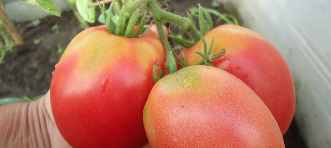 Томат алтаечка: характеристика и описание сорта, отзывы и фото урожайности помидоров из семян