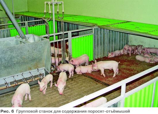 Разведение свиней, свиноводство в домашних условиях