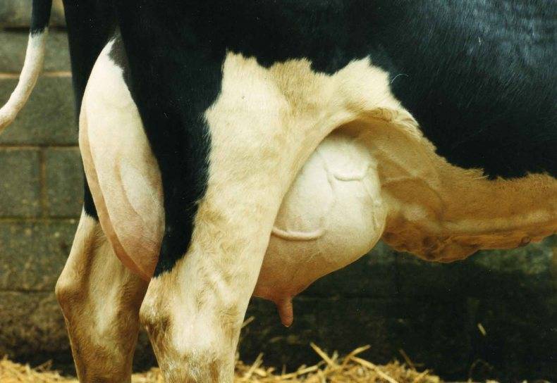 Почему корова сильно потеет, причины и методы лечения