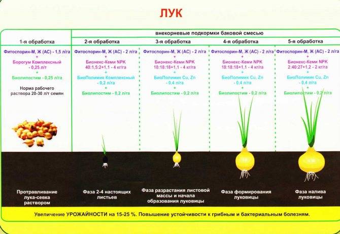 Что нужно для питания гладиолусов? правильная подкормка и удобрение гладиолусов. фото — ботаничка.ru